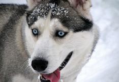 WUF: el hilarante comportamiento de un perro al ver la nieve afuera de su casa