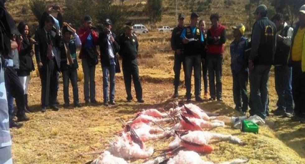 Reportan hallazgo de aves muertas en la Reserva Nacional del Titicaca. (Foto: Andina)