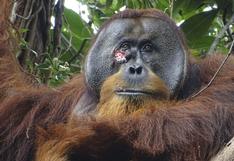 Observan por primera vez a un orangután curándose una herida con una planta medicinal