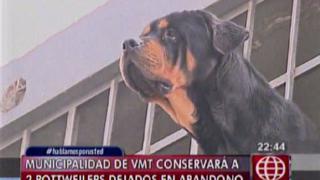Villa María del Triunfo: perros de serenazgo recibieron ayuda