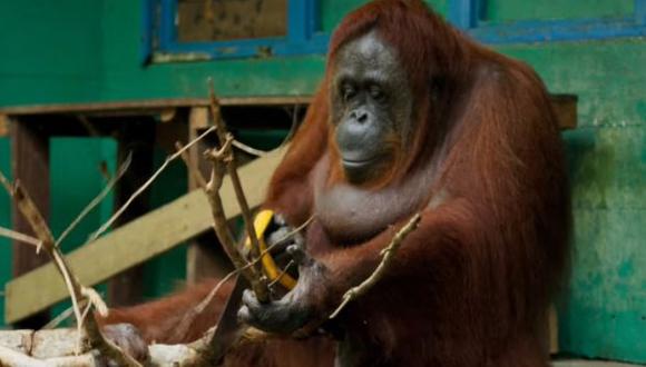 YouTube: orangután aprende a usar un serrucho por sí mismo