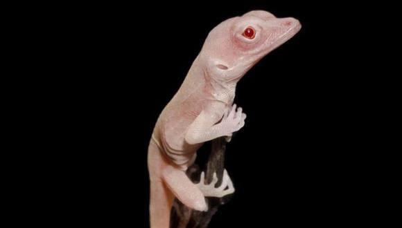 A través de la manipulación genética, se obtuvieron lagartijas albinas. (Foto: EFE)