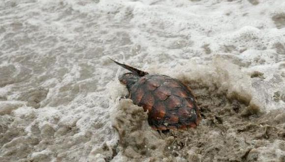 Liberan 3.000 tortugas en reserva amazónica de Ecuador