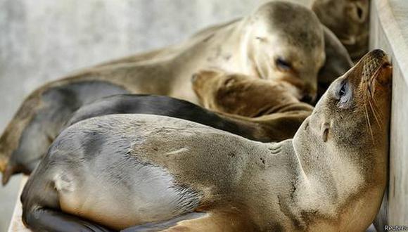 California registra récord de cachorros de león marino salvados