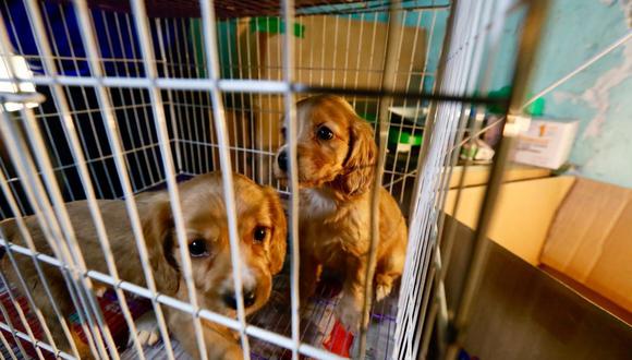 Los hurtos de mascotas pueden tener tres fines principales: para venderlas ilegalmente, para que se reproduzcan con otros perros y/o para 'sparring'.