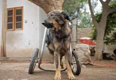 Peludos Adorables: WUF y Dentitoy se unen para ayudar a perros con necesidades especiales