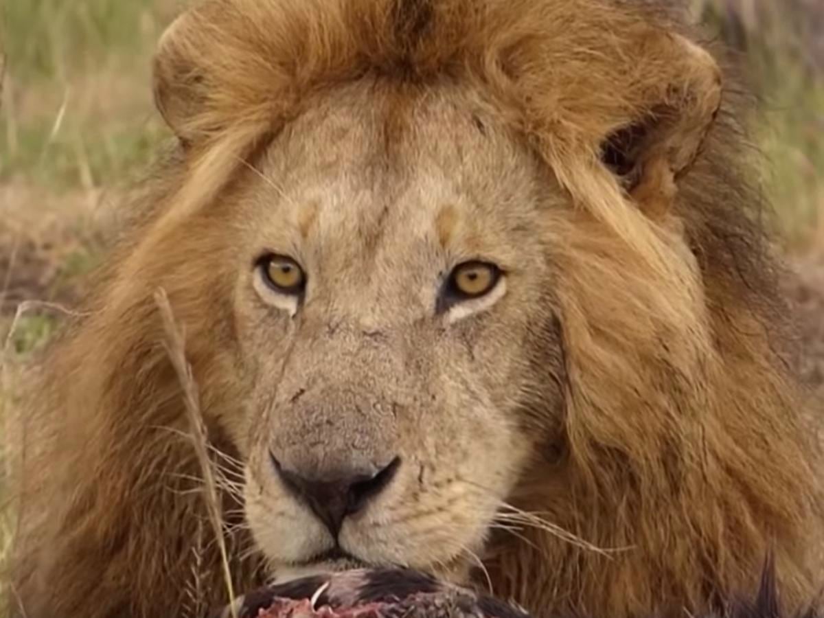 YouTube viral: León le enseña a su pareja cómo enfrentarse a un grupo de  hienas | Video | Viral | yt | Zoo | Animales | África | nnda | nnrt |  VIRALES | MAG.