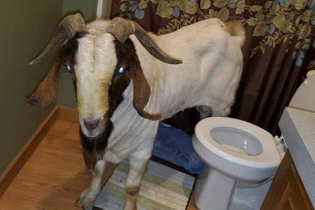 Una cabra forzó su entrada a una casa y fue encontrada durmiendo en el baño. (Fotos: Ashland County Pictures en Facebook)