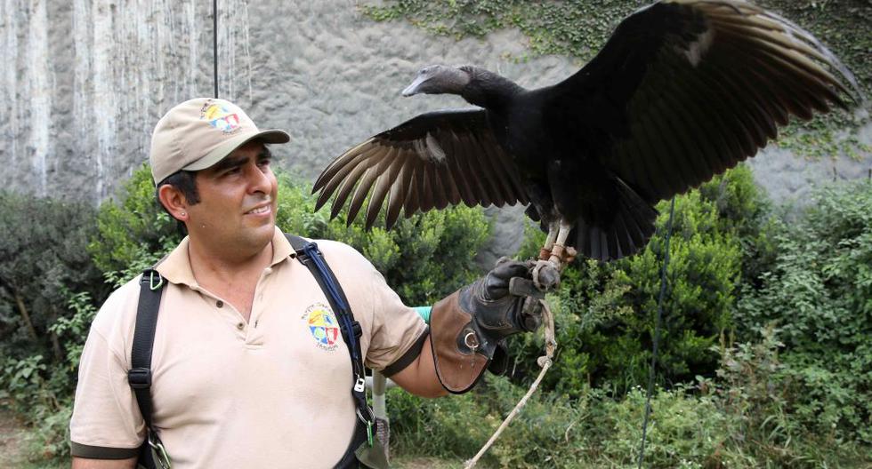 Un especialista en aves de presa entrena a un ejemplar de gallinazo que hace parte de la campaña \"Gallinazo avisa, tú actúas\". (Foto: EFE)