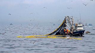 SNP: embarcaciones industriales ya pescaron 72% de cuota de anchoveta asignada para primera temporada de 2020
