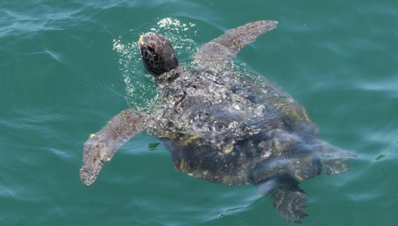 Las tortugas marinas enfrentan amenazas tales como la captura para consumo humano directo. (Foto: Andina)