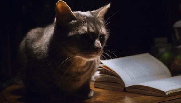 Libros para celebrar a los gatos (Foto: Maria V Portelles / Pixabay)
