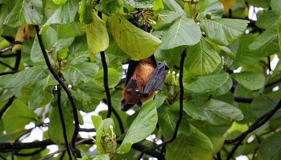 Los murciélagos son vectores de muchas enfermedades. (Foto: Pixabay)