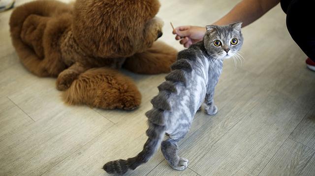 La peluquería para mascotas que se impone en Taiwán - 2