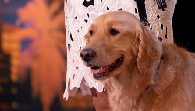 El perro Oscar dejó sorprendido a toda la audiencia de America's Got Talent' y al propio Simon Cowell con su canto. (Foto: YouTube/captura)
