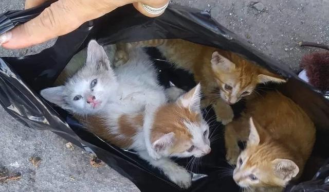 Los gatitos fueron encontraros en una bolsa de basura. (Foto: Captura)