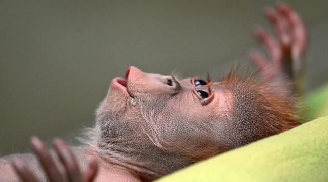 Rieke, la pequeña orangután huérfana que derretirá tu corazón - 5