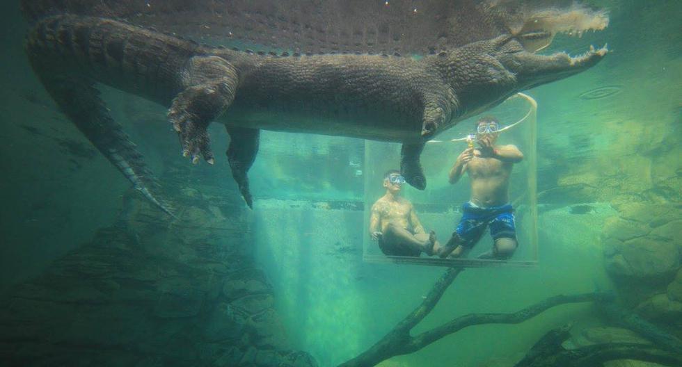 El parque en Australia donde podrás nadar con cocodrilos | VAMOS | EL  COMERCIO PERÚ