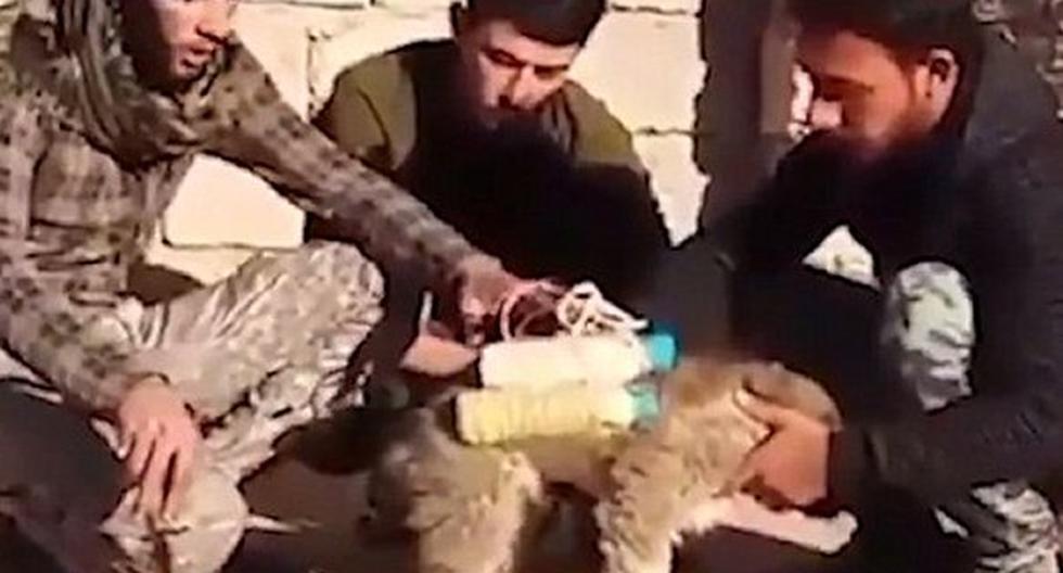 Perro fue usado por rebeldes para matar a miembros del ISIS. (Foto: Captura)