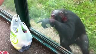 Mono utiliza insólita maniobra y logra conseguir alimento a pesar de estar encerrado en una jaula