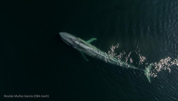 Ballena Azul. Foto: Nicolás Muñoz