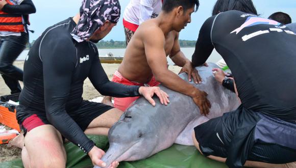Rescate de un delfín y marcaje satelital. Foto: Fundación Omacha.