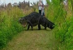 YouTube: caimán gigante aterroriza a caminantes en reserva de Florida