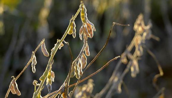 Cultivos transgénicos disminuyen por primera vez en el mundo