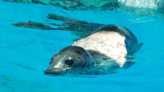 ‘Luba’ y ‘Nikolas’: las focas que llegaron de Estonia a Lima