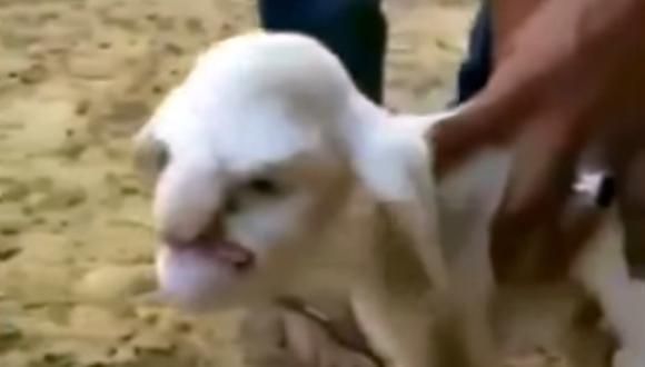 YouTube: oveja con aspecto de humano se vuelve viral (VIDEO)