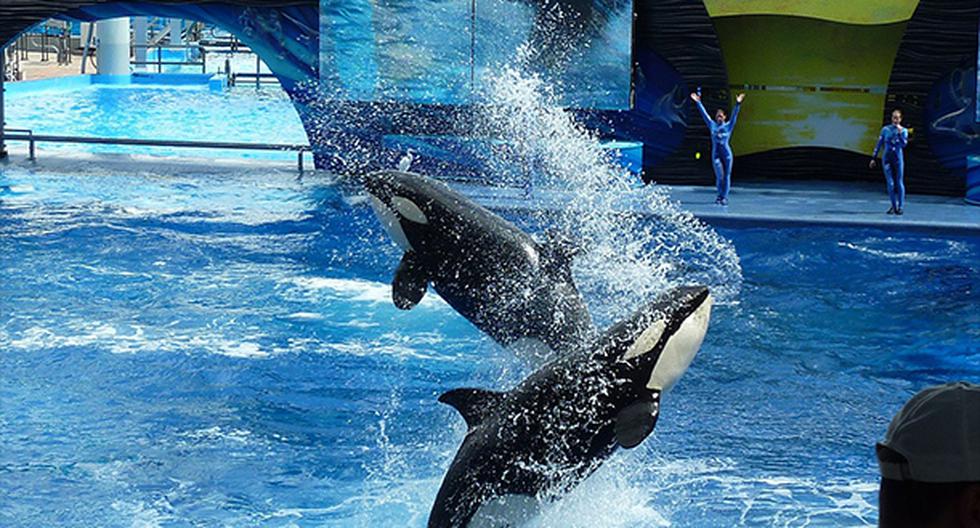 SeaWorld anunció el fin de su programa de espectáculos con orcas. (Foto: pixabay)