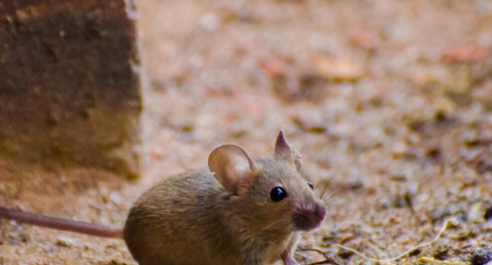 Un grupo de científicos japoneses descubrió una especie de rata que puede derivar en cualquiera de los dos sexos. (Foto: Getty Images)