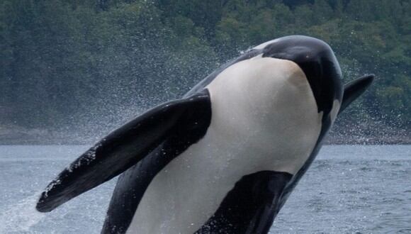 Las orcas habitan en los océanos de todo el planeta y es considerado un superdepredador. (Foto referencial - Pexels)
