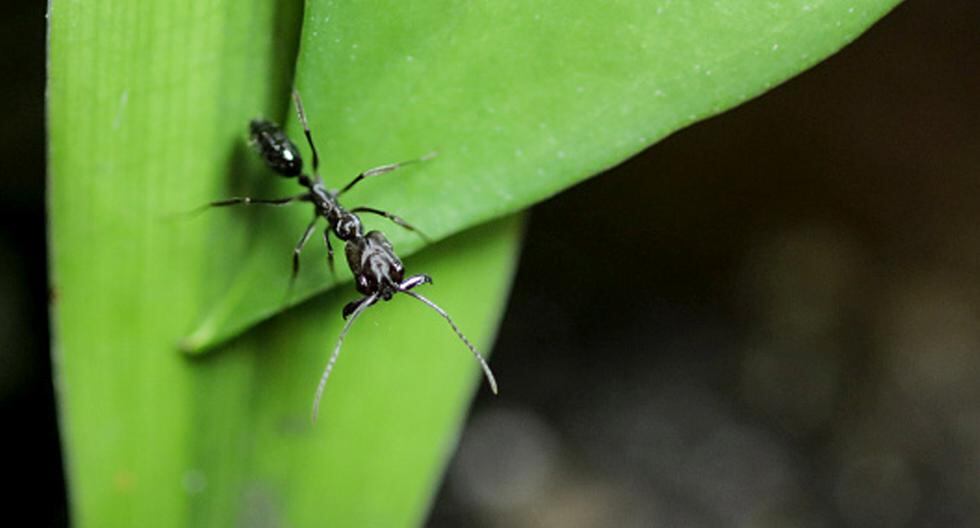 Hace 30 millones de años, las hormigas ya practicaban con hongos técnicas de agricultura en vastas extensiones de terreno bajo la superficie terrestre. (Foto: Getty Images)