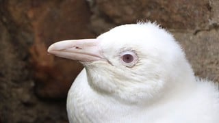 El insólito pingüino albino que ha dejado a todos sorprendidos en un zoo de Polonia