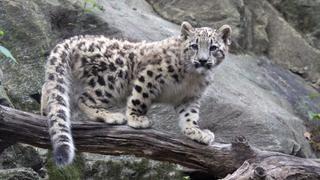 Exhiben a bebe de leopardo amenazado de extinción en Nueva York