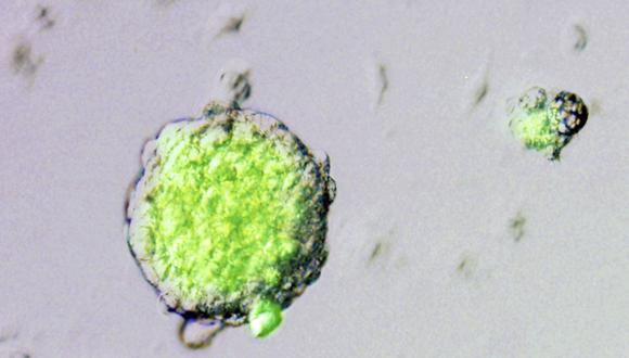 Clonan células adultas para crear células madre embrionarias