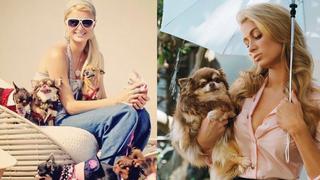 Fallece el chihuahua de Paris Hilton a los 23 años