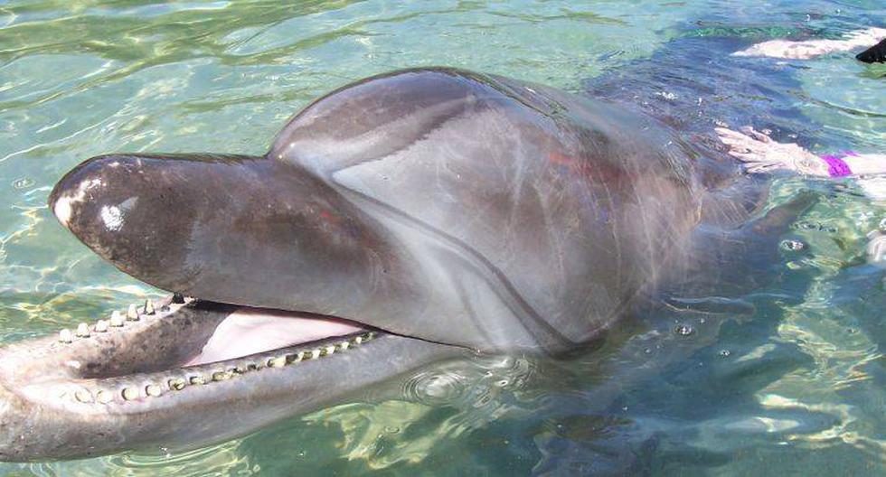El delf&iacute;n es conocido como &#039;cerdo marino&#039; y su carne es utilizada para atraer tiburones. (Fotos: Morguefile)