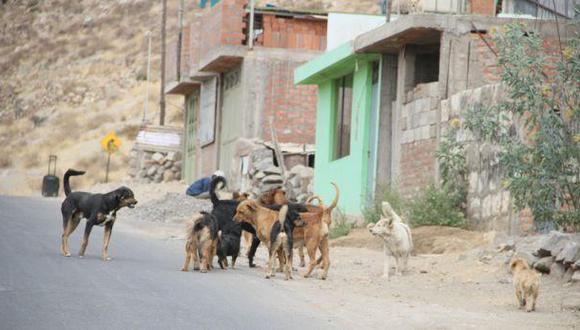 Arequipa: declaran emergencia sanitaria por rabia canina