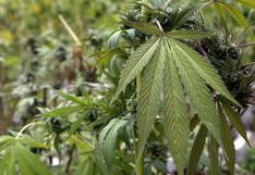 Áncash: condenan a 27 años de cárcel a hombre por plantar marihuana