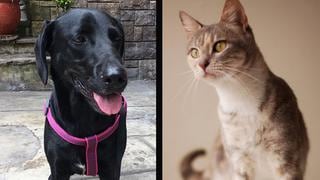 Albergues y rescatistas de perros y gatos registran aumento en adopciones durante la cuarentena