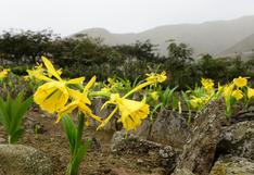 La primera área de conservación privada de Lima que protege la Flor de Amancaes