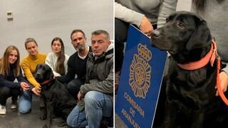 La perrita de asistencia más buscada de España apareció al descubrirse que fue “robada” por su propio adiestrador