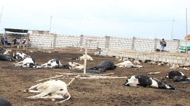 Arequipa: investigan envenenamiento de 37 vacas en Hunter - 2
