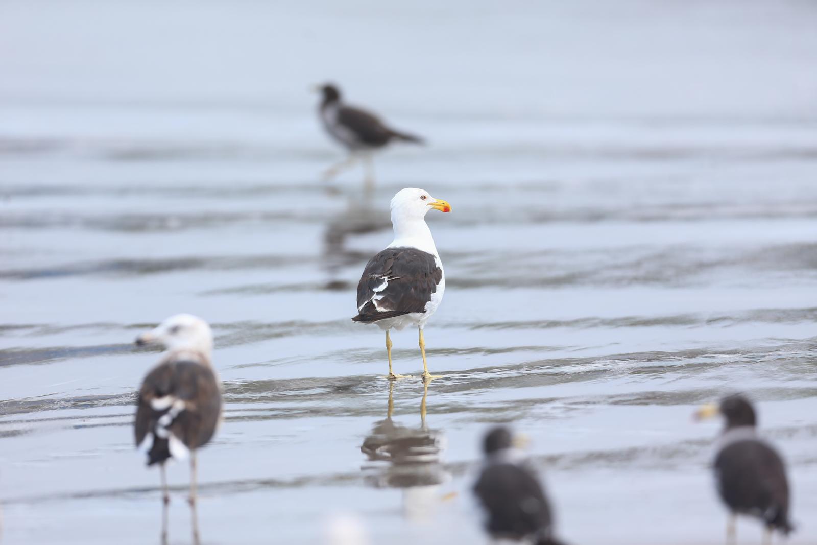 También hay gran presencia de gaviotas dominicanas (Larus dominicanus). (Hugo Curotto /GEC)