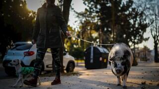 Tuti, el cerdo mascota que anima la cuarentena de los vecinos de Buenos Aires