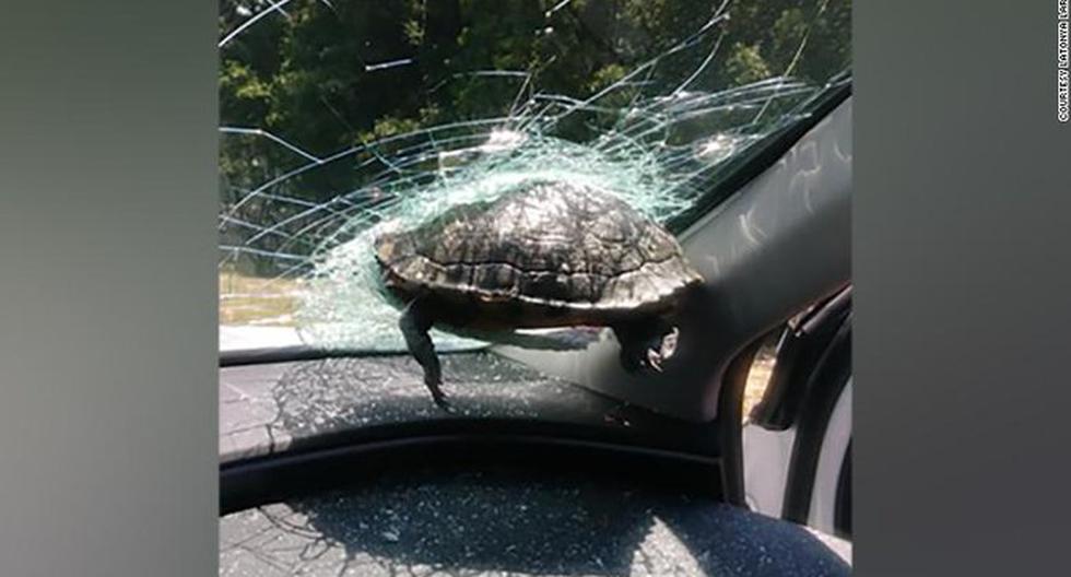A turtle hits a car windshield and injures a woman on a Florida highway