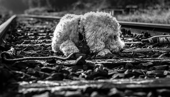 Un perro fue salvado de morir arrollado por un tren gracias a un maquinista de buen corazón. (Foto: Andres Fabricio Argandoña Tapia en Facebook)