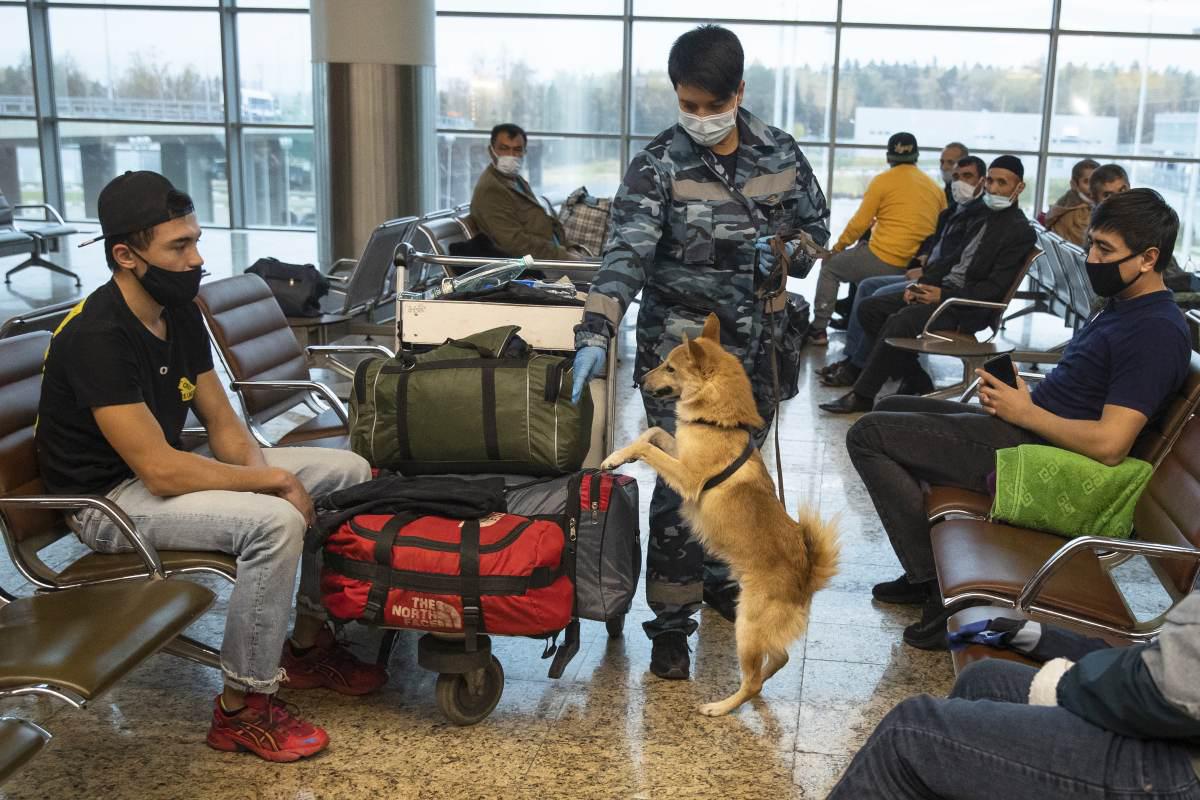 Una persona del servicio canino de Aeroflot Airlines de Rusia entrena a un perro para detectar explosivos y el coronavirus en el aeropuerto Sheremetyevo, en las afueras de Moscú, el viernes 9 de octubre de 2020. (AP/Pavel Golovkin).
